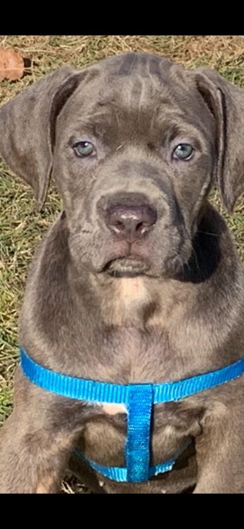 Cane Corsos for sale $2000