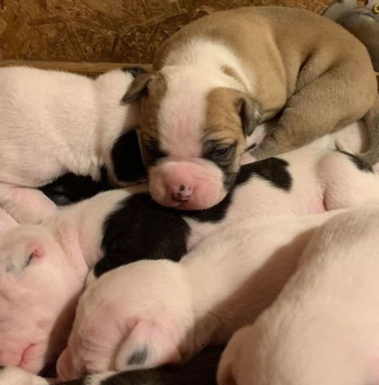 Pedigree american bulldog puppies for sale hotsell