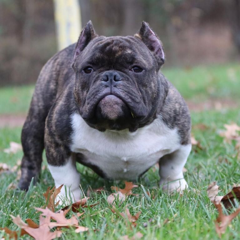 Male Exotic Bully Pup( UKC Papers in Hand)(813-330-9033)