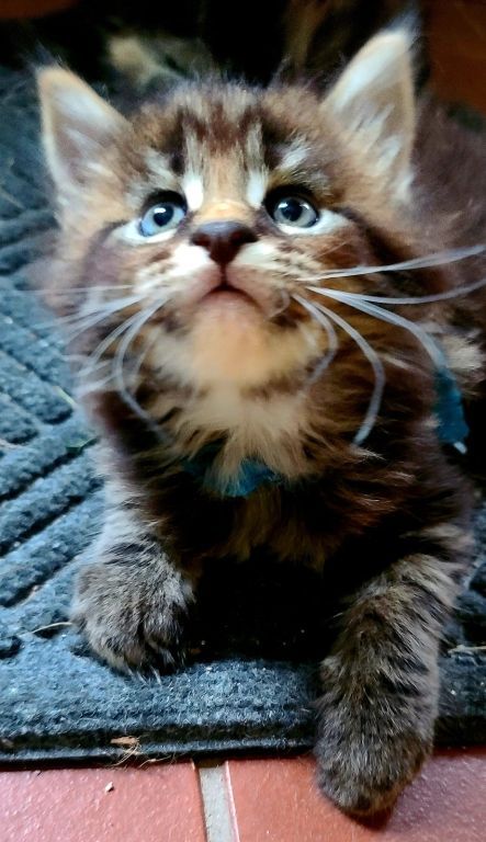 Maine Coon kittens for sale