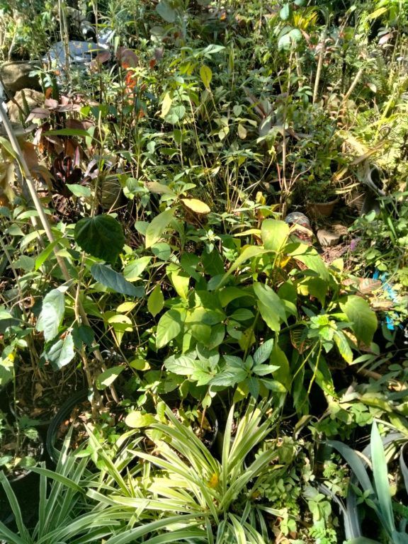 Maggie's Nursery - Top Quality Plants For Discounted Prices!