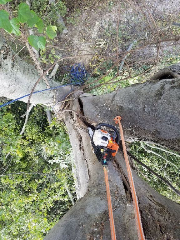 DTC Tree Service