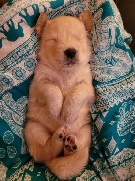 Golden Retriever Puppies