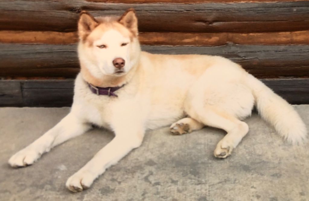 Lost - Siberian Husky - Reward