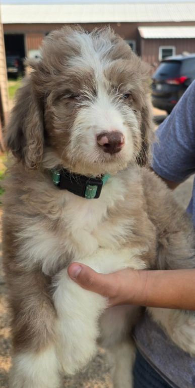 Aussiedoodle