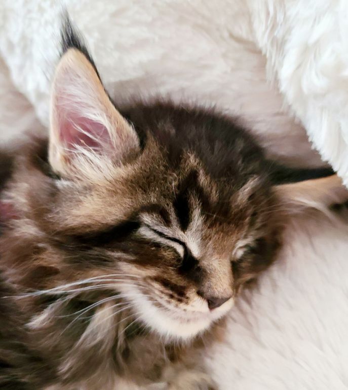 Maine Coon kittens for sale