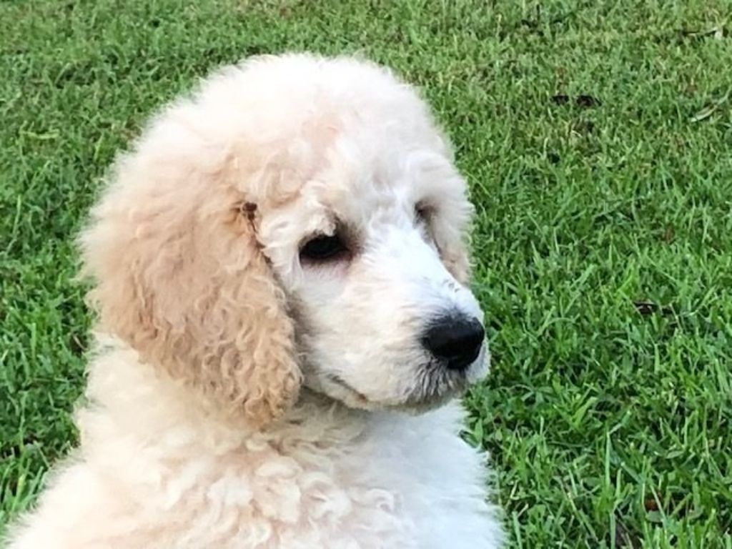 Standard Poodle Puppies