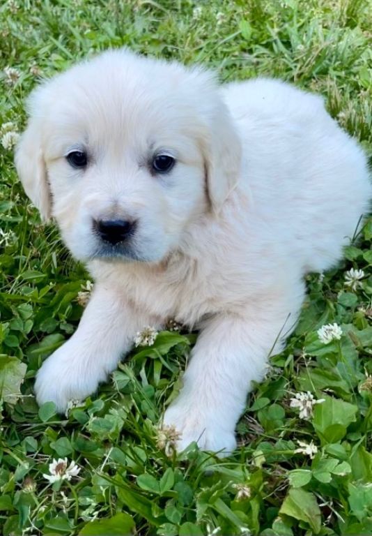 AKC English Cream Golden Retriever Puppies