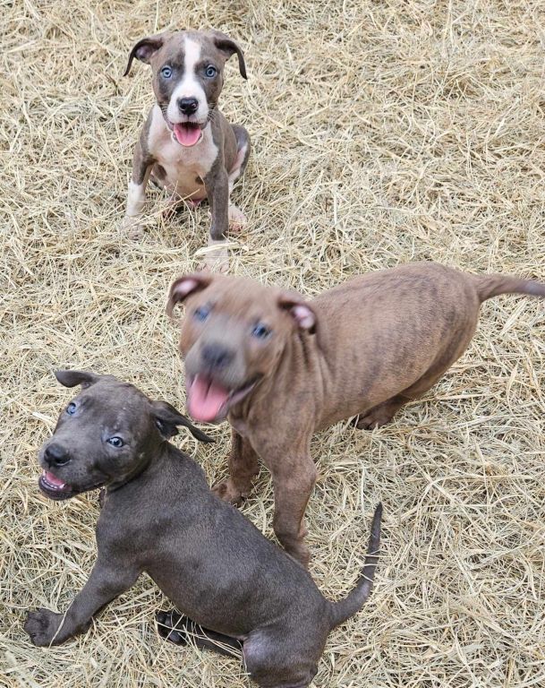 Pitbull puppies