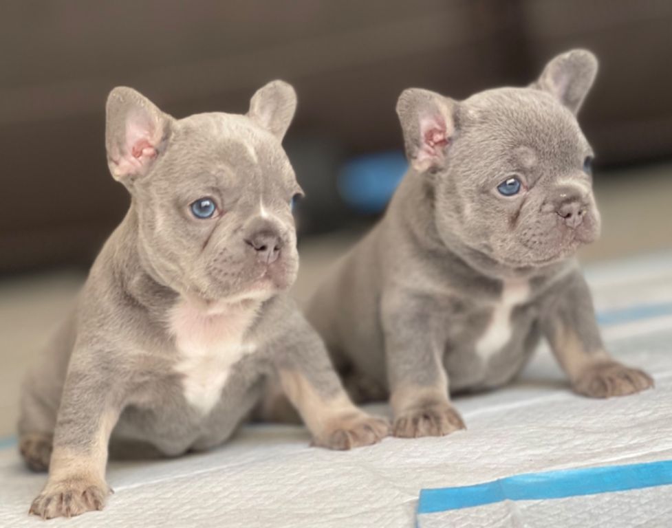 French Bulldog Puppies