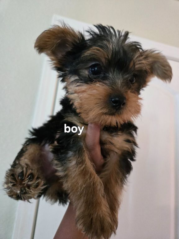 Yorkie puppies