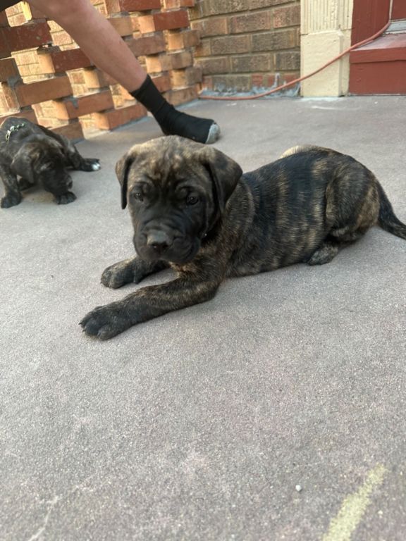 Presa Canario puppies