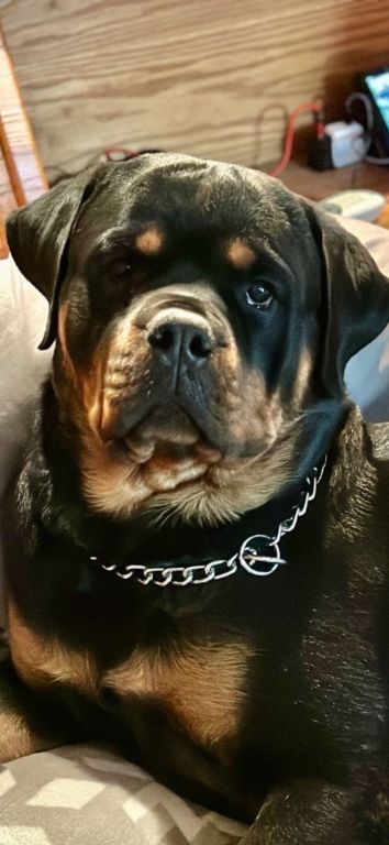 AKC Rottweiler Stud Service