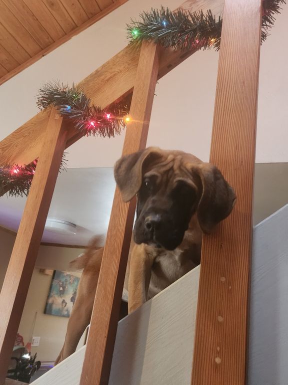 Mastiff puppy