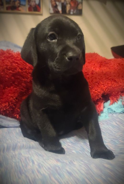 Female pups