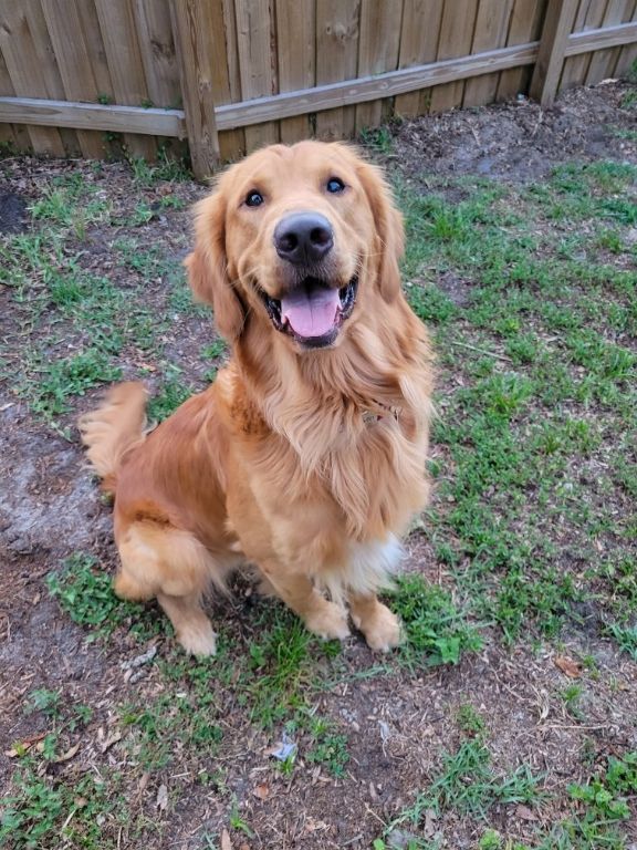 AKC Golden Retrievers
