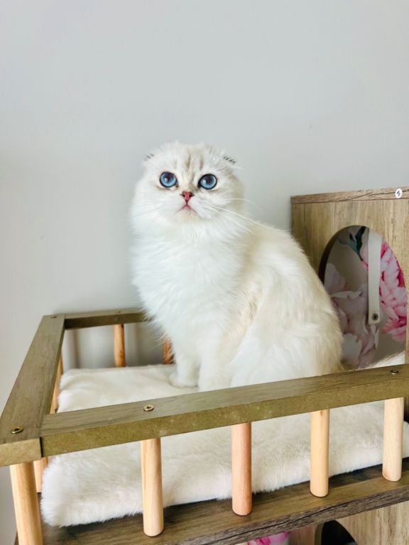 Scottish longhair kitten