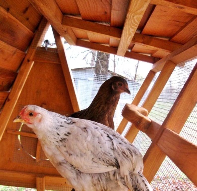 NEW YEAR SPECIAL - 5' Tall Portable Handcrafted Chicken Coop Hen House For 2-15 Chickens