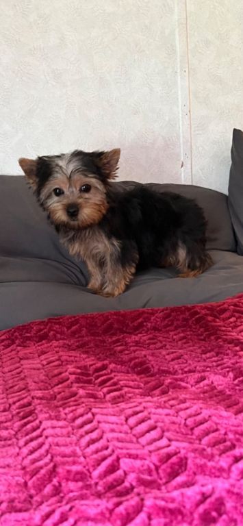 Yorkie Tcup Girl