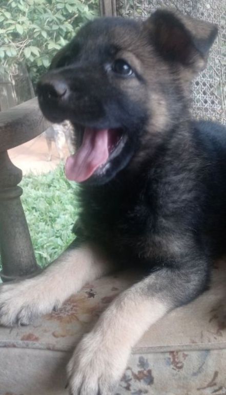 German Shepherd pups AKC