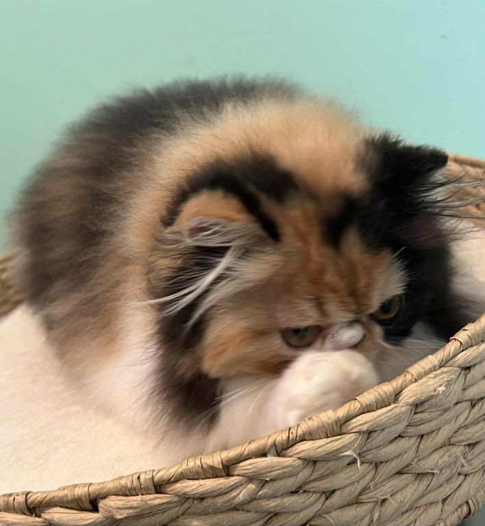 Adorable calico Persian girl