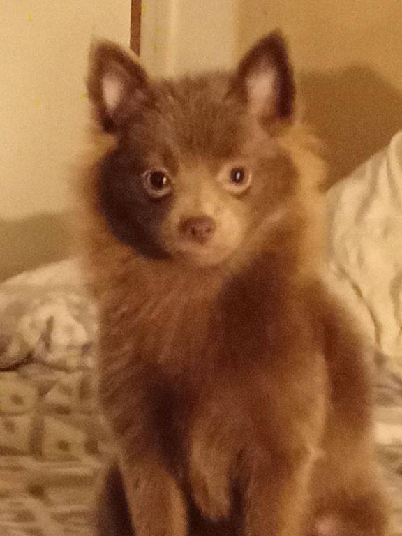 Lavender Pom available