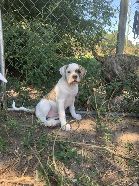 NKC American Bulldog Puppies; Johnson Bloodlines; Loving, Loyal, and Protective