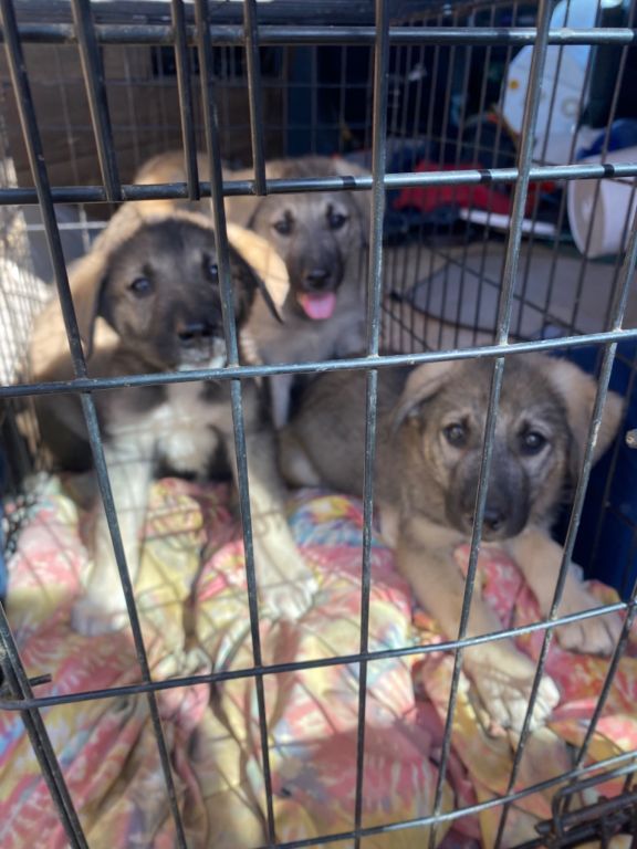 Puppy German Shepard mix puppies