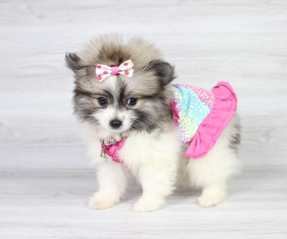 Beautiful Pomeranian Puppy