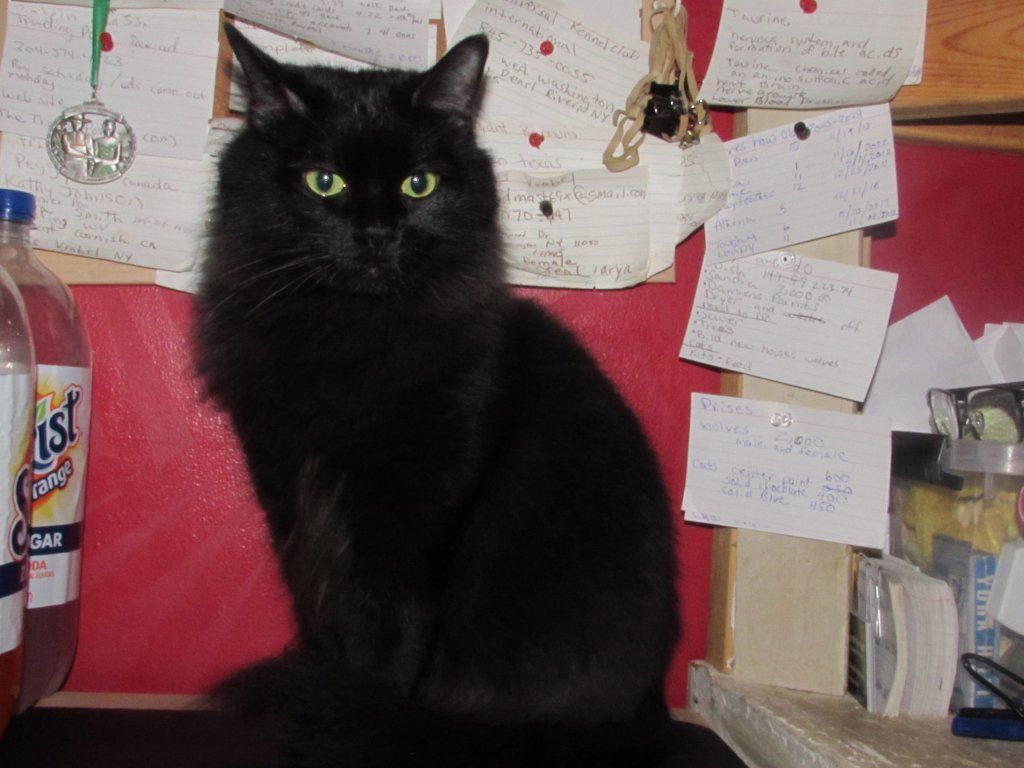 For sale ragdoll kittens