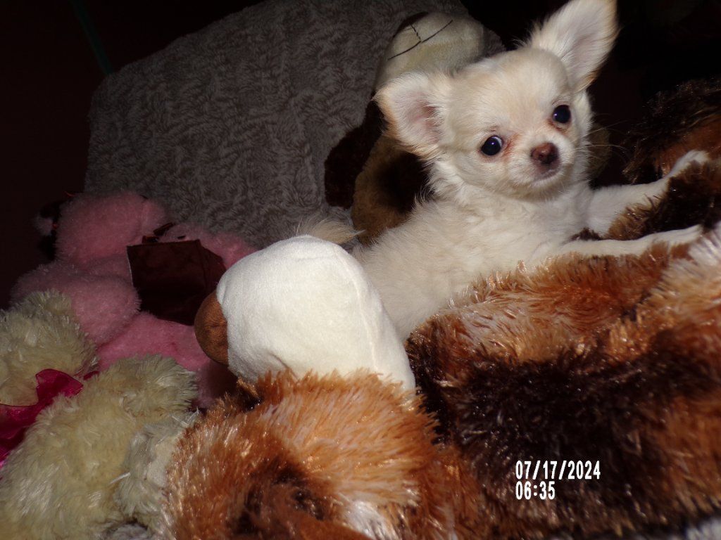 AKC  T Cup  Chihuahua Puppy Long Coat