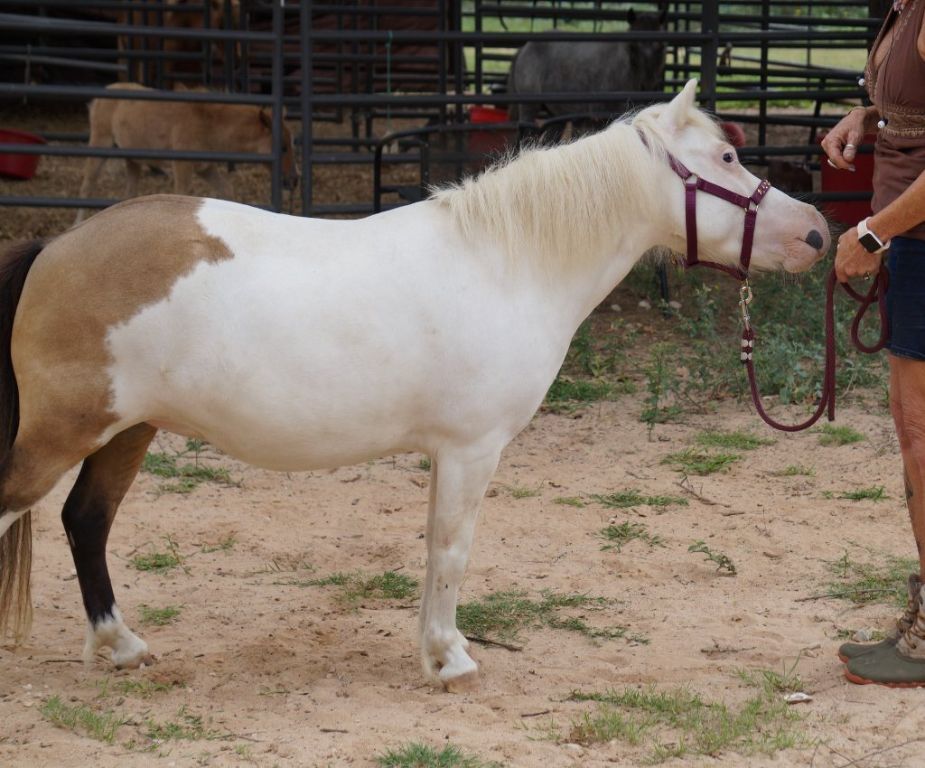 Miniature horses for sale