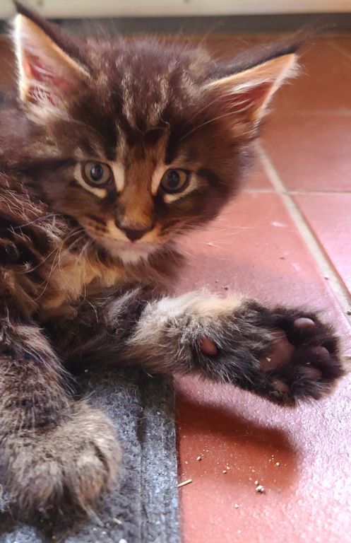 Maine Coon kittens for sale