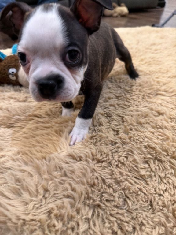 Bono, handsome male Boston r eekw