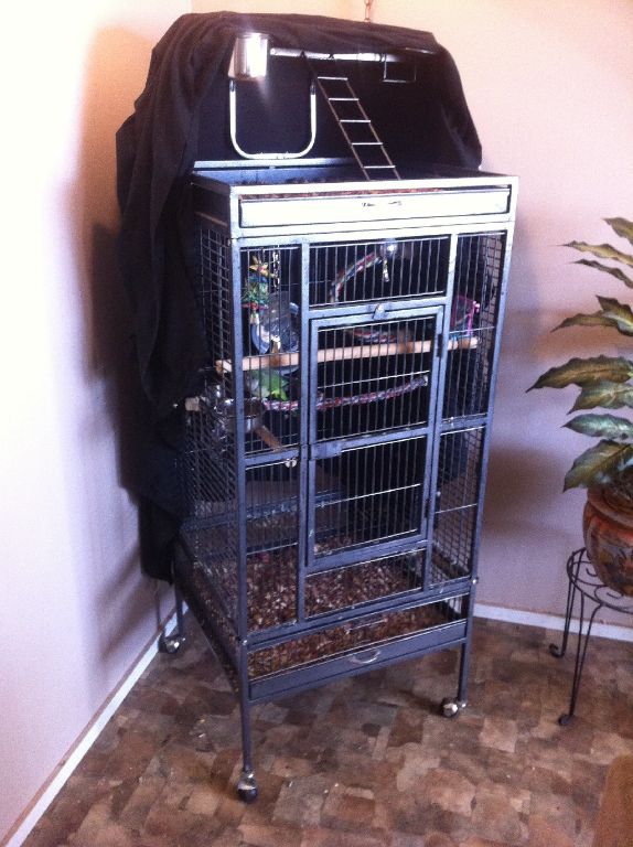 Talking Quacker Parrot!