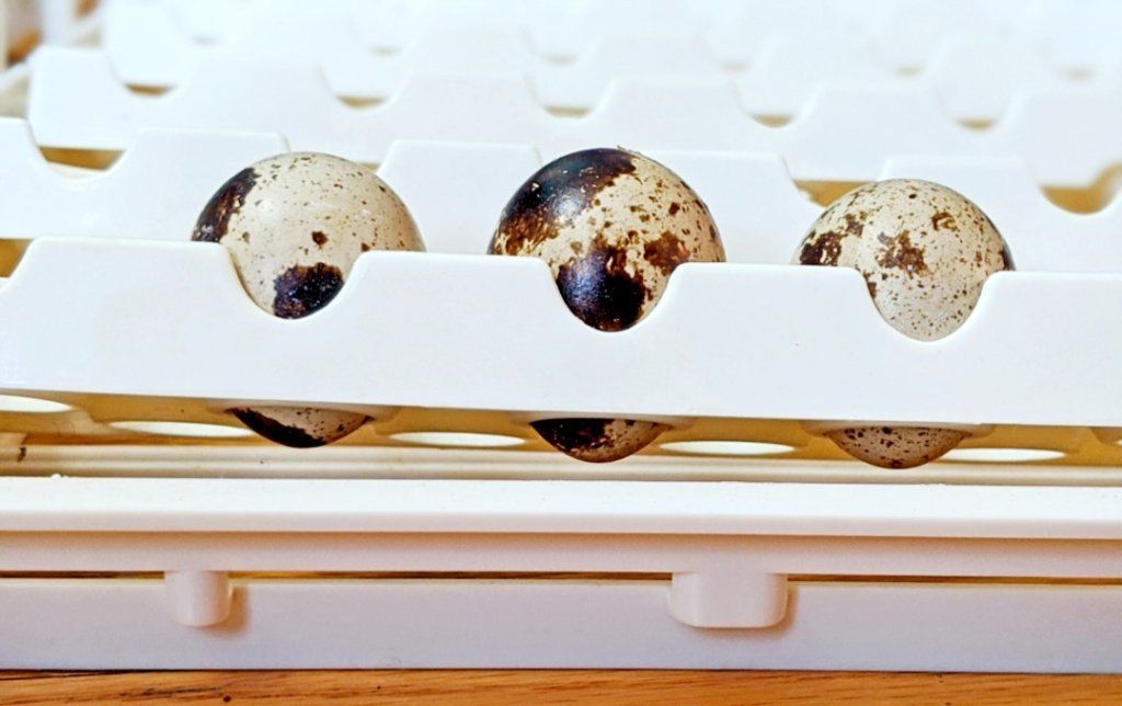 FRESH Quail Eggs HATCHING EGGS from quails COTURNIX HUEVOS DE CORDONIZ