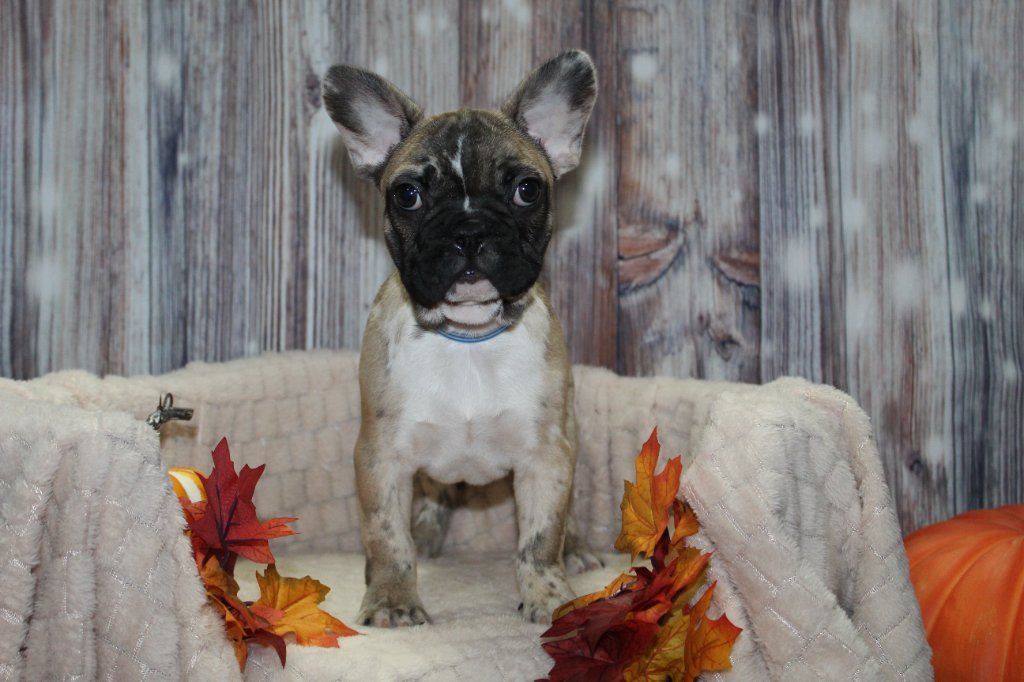 AKC French Bulldogs