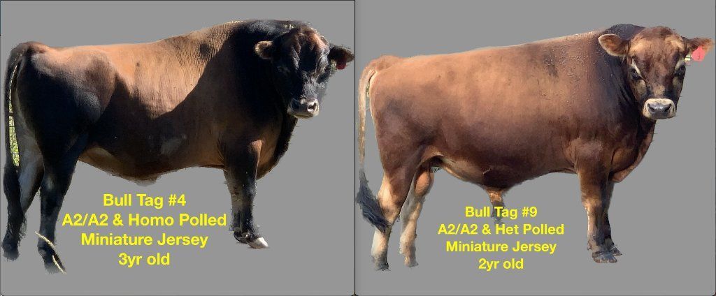 MINIATURE JERSEY BULLS - A2/A2 & POLLED