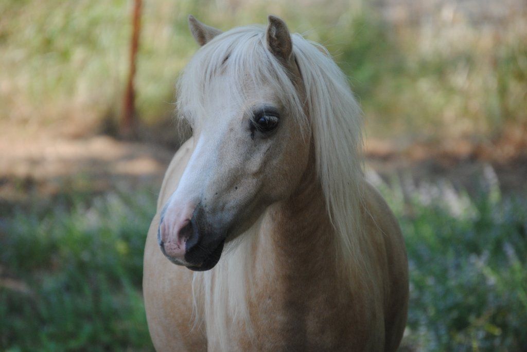 Miniature horses for sale