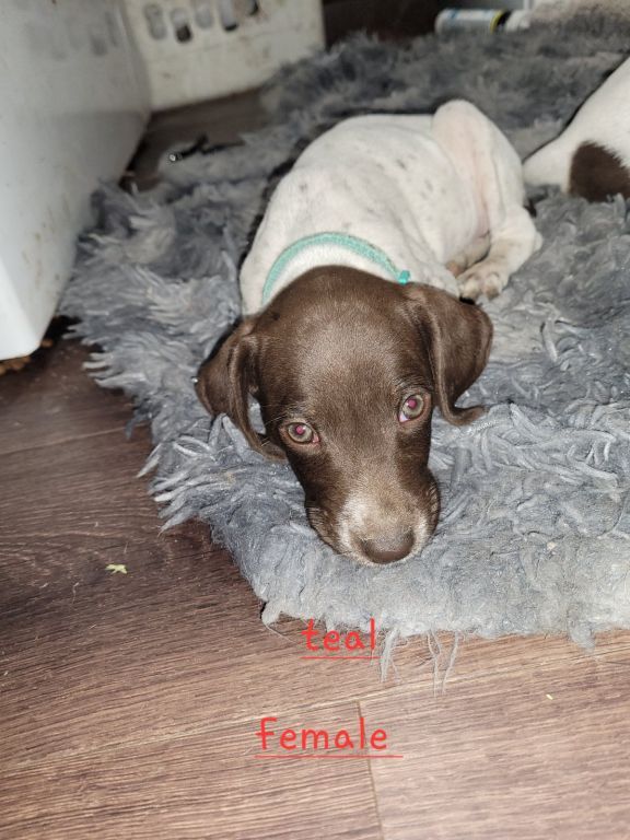 German shorthaired pointer puppies