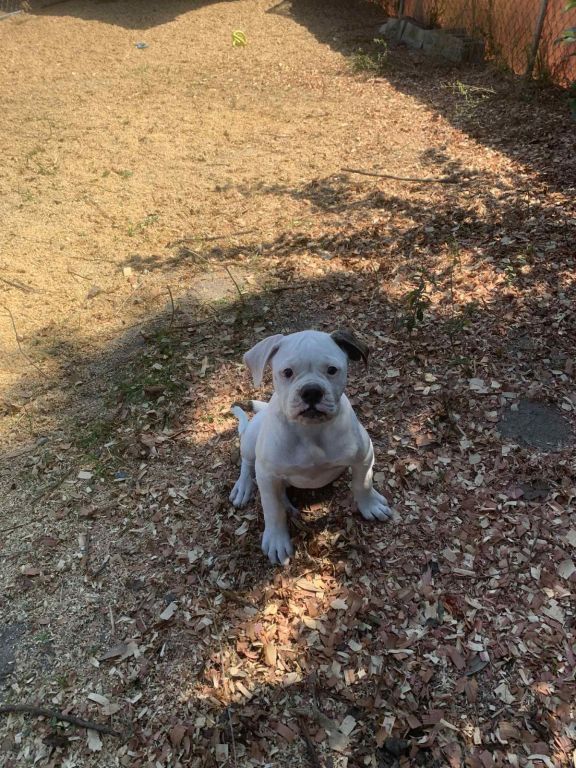 NKC American Bulldog Puppies; Johnson Bloodlines; Loving, Loyal, and Protective