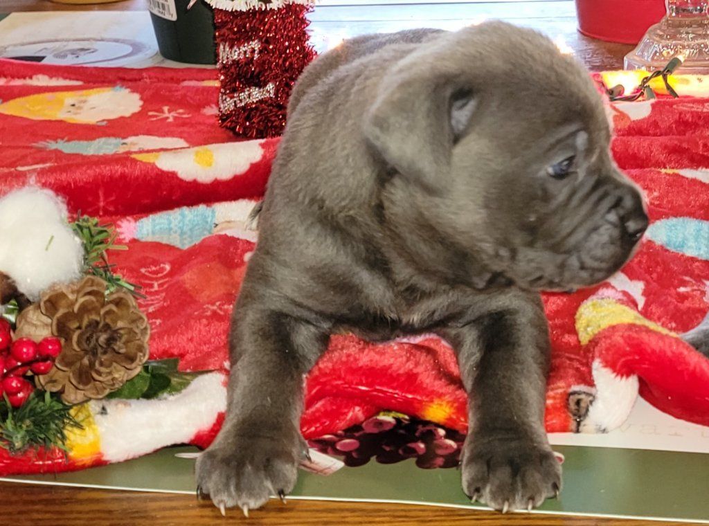 Ultimate Protection Cane Corsos World Champion Bloodlines