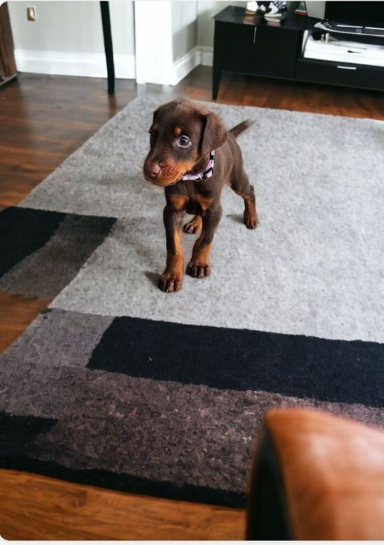 Doberman Pinscher puppies