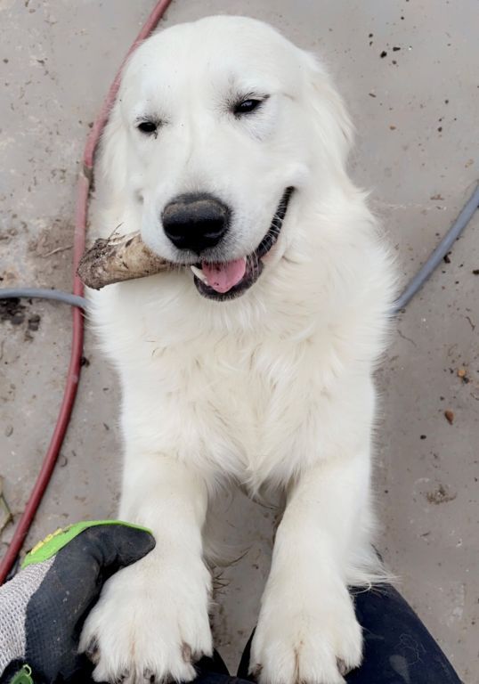 AKC English Cream Golden Retriever Puppies