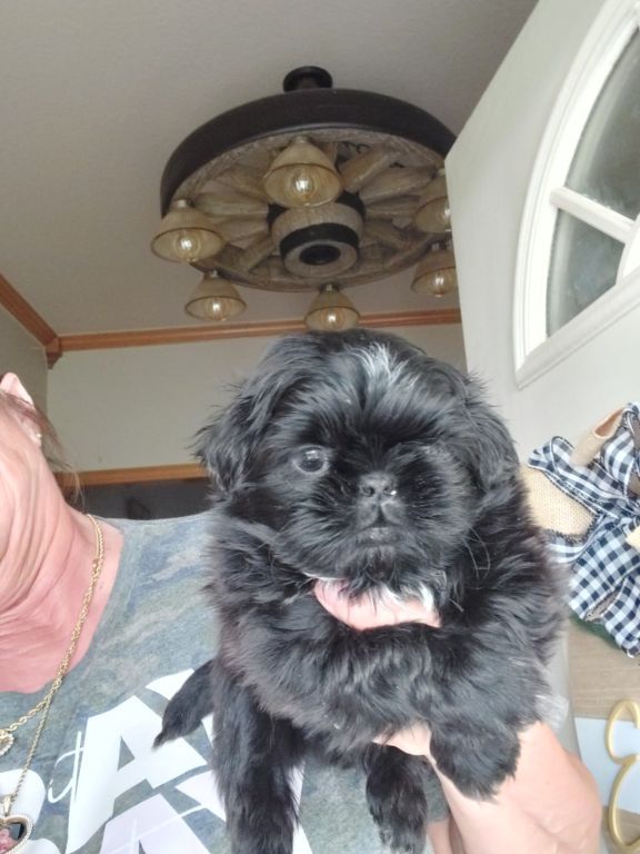 SHIHTZU PUPPIES (FULL BLOODED)