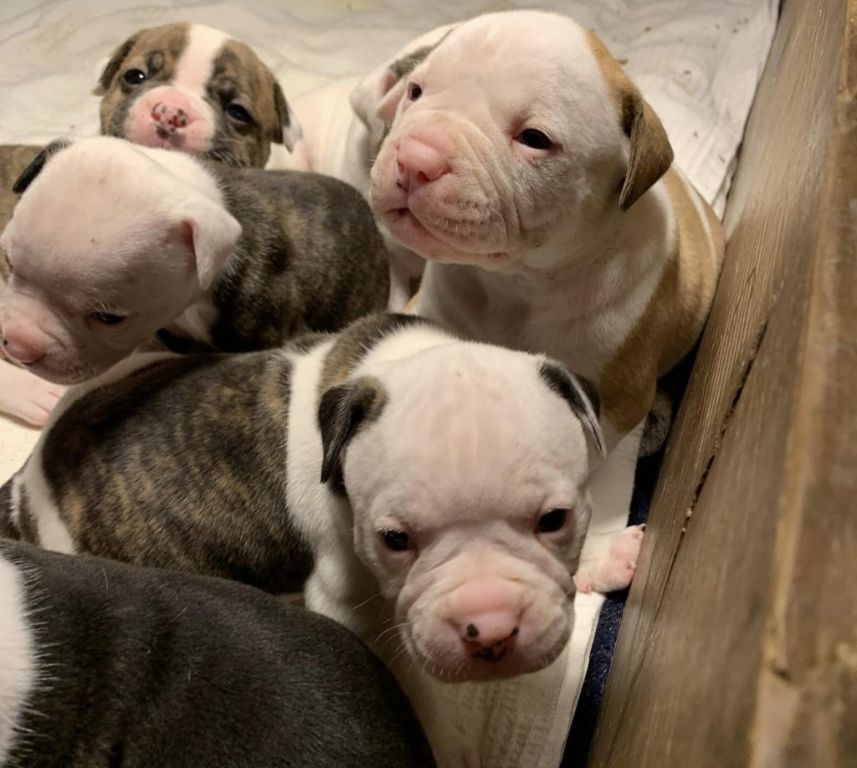 Pedigree american bulldog puppies for sale hotsell