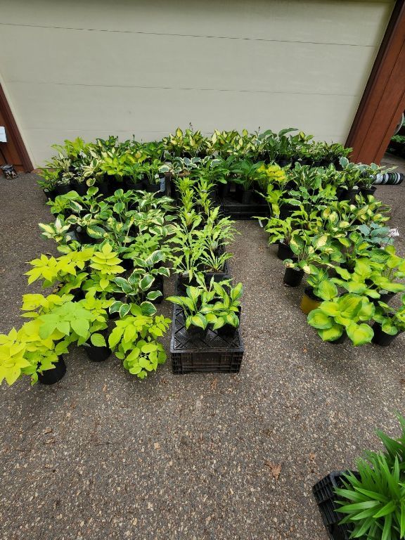 Perennial Plant Sale - 2023