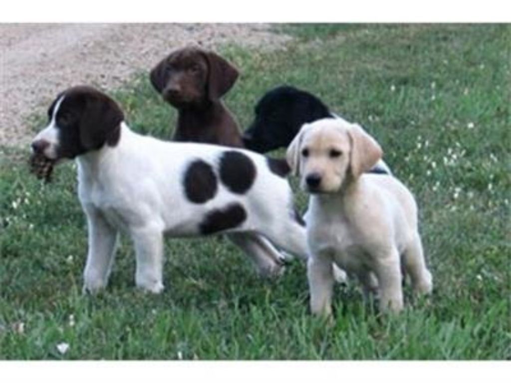 Labradir Retriever Hybrid Retriever Puppies & Started Dogs