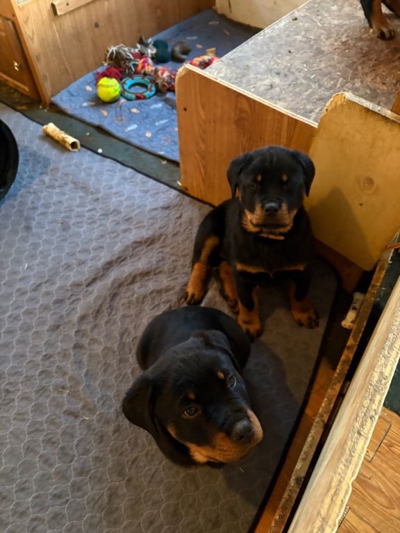 Rottweiler puppies