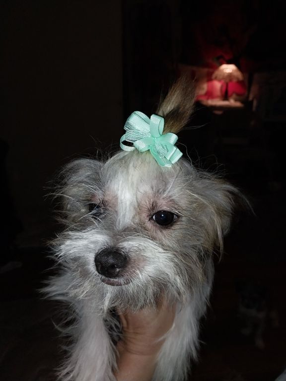 Chinese crested females 7 months old...